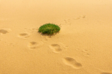 A round tubercle of low green plants among yellow sand, surrounded by footprints