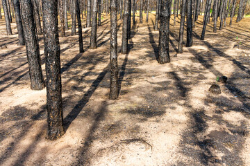 Charred trunks of trees and burned-out needles after a fire in a pine forest