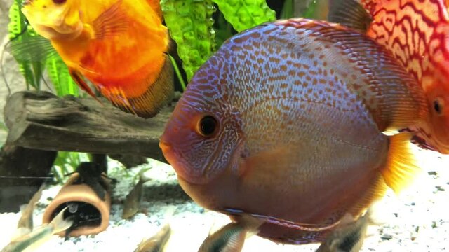 Blick auf Diskusfische, die im bepflanzten Aquarium schwimmen. Tropische Fische.
