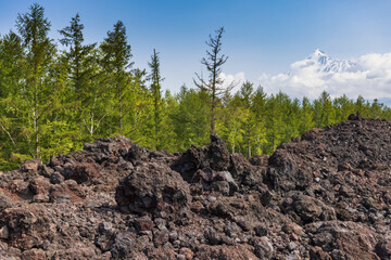 Lava tongue, lava valley, peak of Ostry Tobachik volcano in the clouds in Kamchatka against the backdrop of a recovering taiga and green forest. - obrazy, fototapety, plakaty