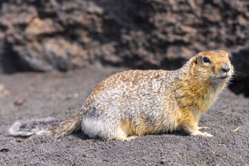 Naklejka na ściany i meble Kamchatka ground squirrel (Evrazhka) American ground squirrel. A beggar and carrier of plague and rabies - an affectionate killer, a cute animal. Urocitellus parryii.
