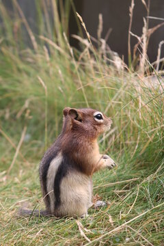 swiss squirel in grass 