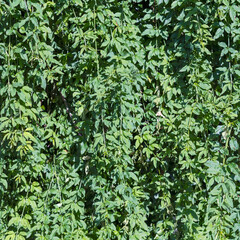 many branches with green leaves as a natural hedge in the city garden