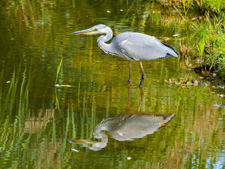  Heron hunting on the pond symmetrically reflected in water mirror