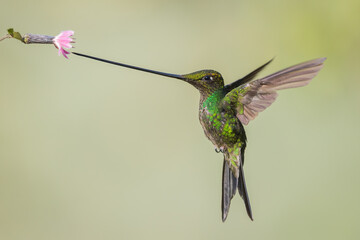 Sword-billed hummingbird foraging on tropic flower