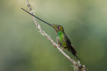 Fototapeta premium Sword-billed hummingbird perched on branch