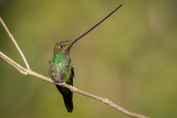 Fototapeta premium Sword-billed hummingbird perched on branch