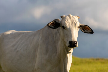 profile of nelore cattle in pasture