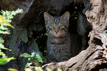 Scottish Wildcat (Felis silvestris grampia) peering through a gap in a large log - 458812227