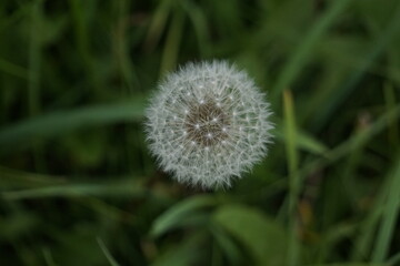 Pusteblume