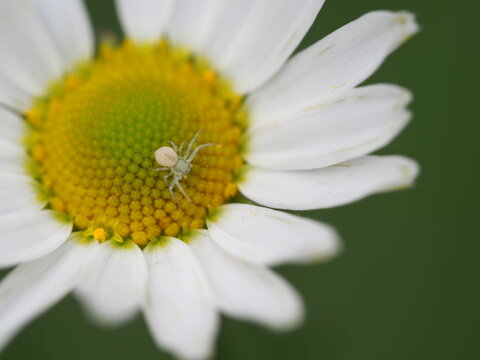 Winzige Krabbenspinne auf einer Margeritenbl&uuml;te