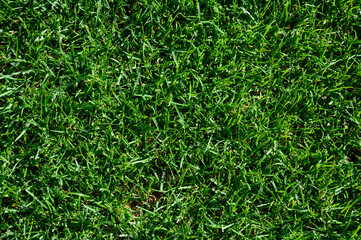 Beautiful wet natural grass on the sport pitch