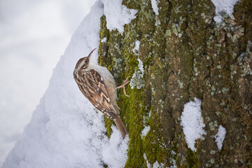 Eurasian treecreeper searching food in winter (Certhia familiaris)