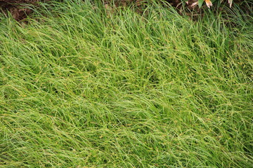 細い葉の植物が密生している場所