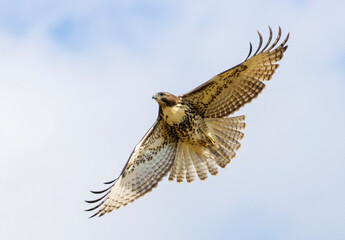 Red-tailed Hawk in Flight