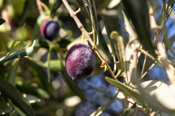 olives on the olive tree. close-up macro photo.