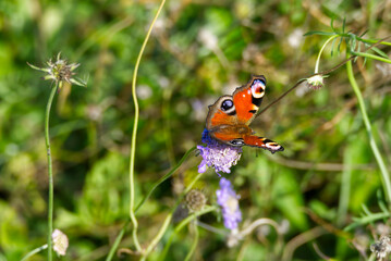European peacock butterfly (Aglais io) sitting on purple flower in Zurich, Switzerland