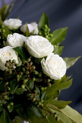 white rose in a garden