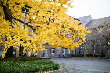 yellow ginkgo tree in the city