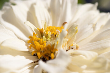 Zinnia elegans, gerbera flower in white color.