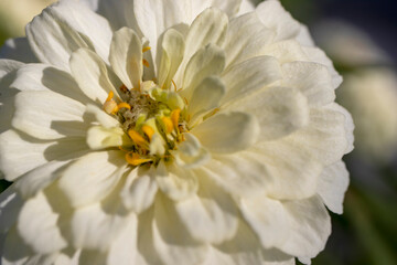 Zinnia elegans, gerbera flower in white color.
