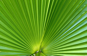 Obraz premium Close up view of a large leaf back lit by sunlight
