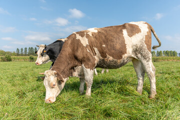 Fototapeta na wymiar Cows in a pasture.