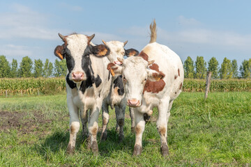 Cows in a pasture. © bios48