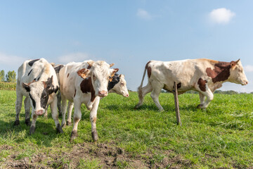 Cows in a pasture.