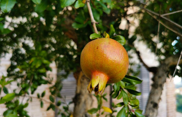 Melograno rosso appeso al ramo dell’albero