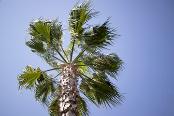 View of palm trees from bottom up view. against the sky