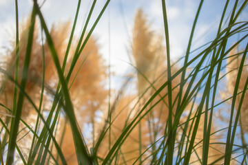 Obraz premium Pampas grass plant, close-up. against the sky. yellow spikes.