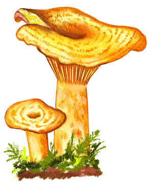 Lactarius torminosus, woolly milkcap or the bearded milkcap. Hand drawn watercolor mushroom isolated on white background.