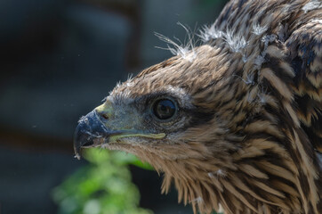 Portrait of a young kite with the remains of youthful down