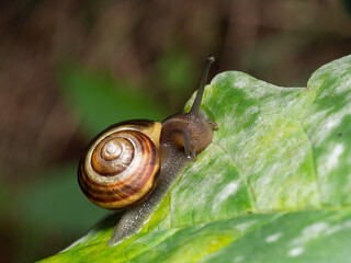 Grape snail (Helix pomatia) - a species of land lung snail from the snail family (Helicidae). It grows in Southeastern and European Europe. Here in the photo, close-up on a green leaf