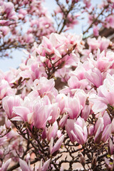 Magnolienblüten