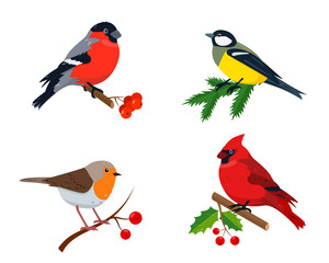 Set of winter birds for Christmas and New Year's design.