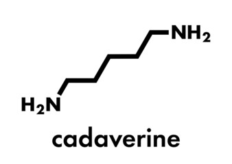 Cadaverine foul smelling molecule. Skeletal formula.