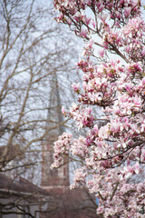 Magnolienblüten