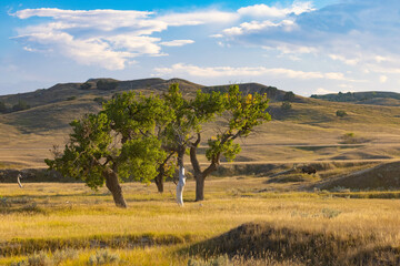 Trees And Hills Of Badlands National Park South Dakota