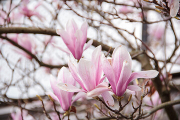 Magnolienblüten