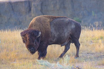 Fierce Buffalo Bison In Badlands National Park