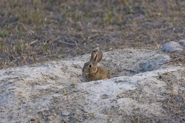 Cute Bunny Rabbit In Dirt Hole In Badlands National Park