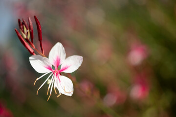 
white Gaura flower, macro photo. close-up