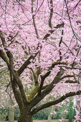 blühende Kirsche Sakura