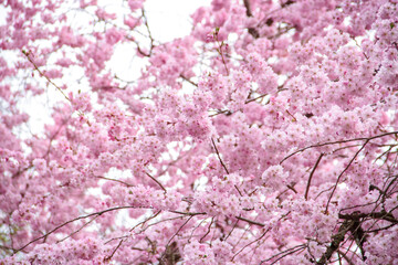 blühende Kirsche Sakura