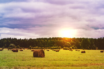 hay in the field, evening sunset, farmer's landscape