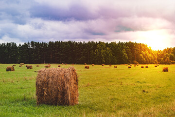 hay in the field, evening sunset, farmer's landscape