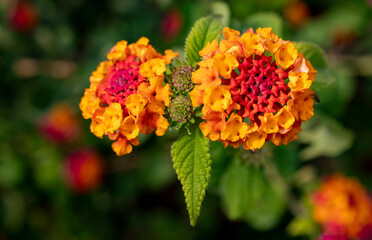 tree verbena, Lantana camara. macro close-up.