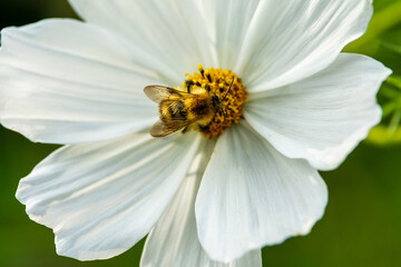 Obraz premium White flower with a bee in the centre